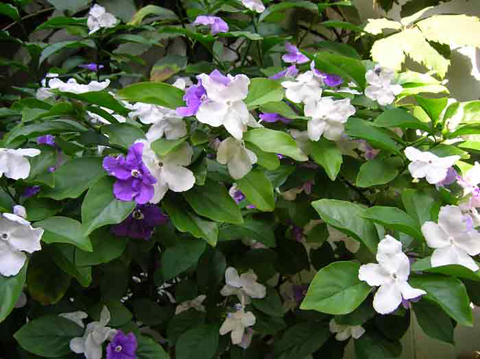 10 Plantas-de-olor