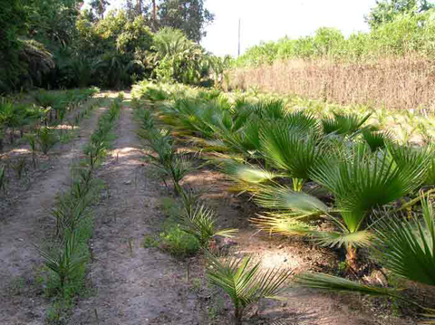 5 Palmeras