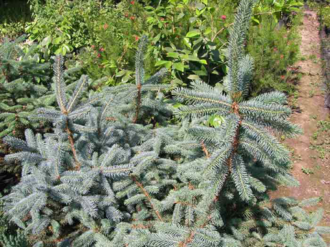 6 Coniferas