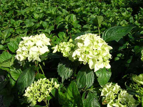 8 Hortencias