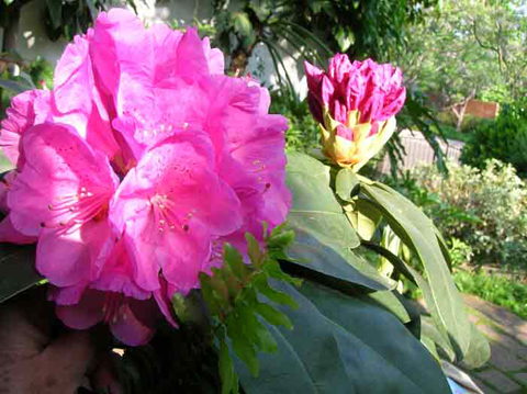 9 Rododendros